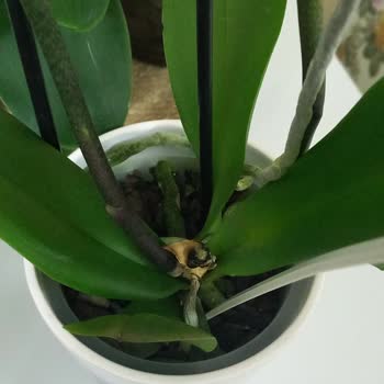 Çürük Orkideyle Hayal Kırıklığı Yaşadık