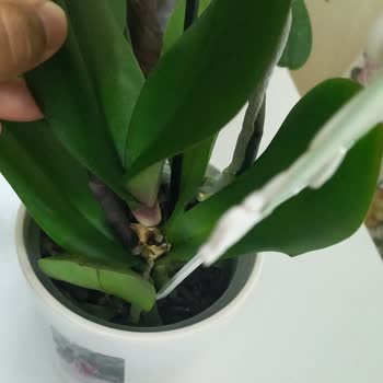 Çürük Orkideyle Hayal Kırıklığı Yaşadık