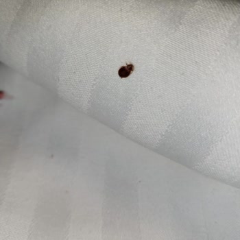 Mütevelli Otel Kastamonu Odamızda Ciddi Bir Tahtakurusu Sorunu Yaşadık