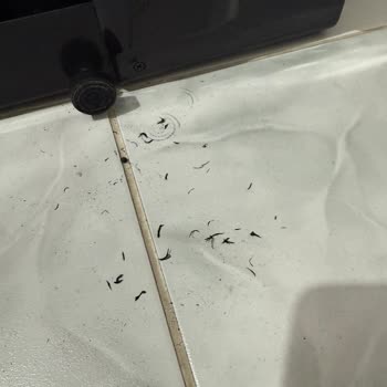 Kronik Motor Arızası Nedeniyle Sağlığımı Tehlikeye Atan Koşu Bandı Ve İade Talebim