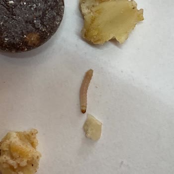 Granola Paketinde Larva Şoku: Sağlığımız Tehlikede!