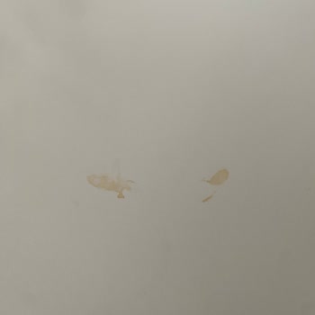 Mondi Home Yatak Odası Ve Yemek Masasında Garanti Sorunları