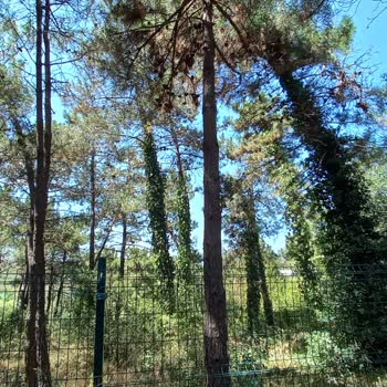 Parkın Sağ Kısmında Sulama Ve Bakım Eksikliği Yangın Riski Oluşturuyor