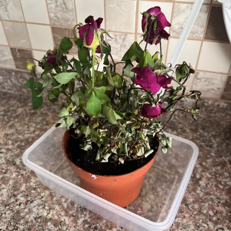 Sipariş Edilen Çiçekler Soldu Ve Beklentiyi Karşılamadı, Müşteri Hizmetlerinden Yanıt Alınamadı