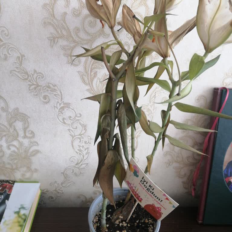 Çiçek Sepeti'nden Gönderilen Lilyum Kısa Sürede Soldu, Hayal Kırıklığı Yaşadım
