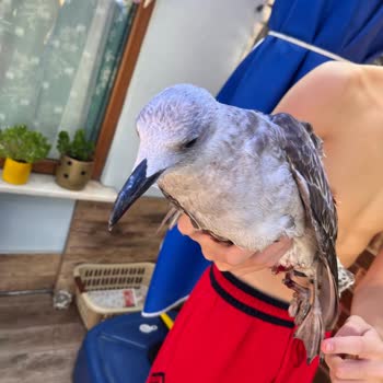 Yaralı Martı İçin Belediyelerden Ve Veterinerlerden Destek Alınamıyor