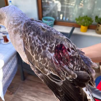 Yaralı Martı İçin Belediyelerden Ve Veterinerlerden Destek Alınamıyor