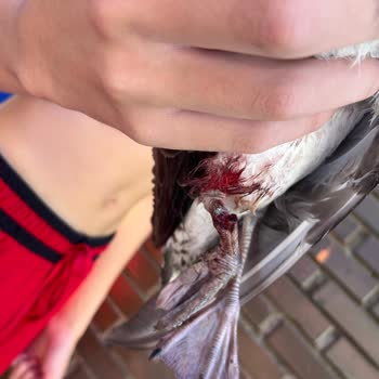 Yaralı Martı İçin Belediyelerden Ve Veterinerlerden Destek Alınamıyor