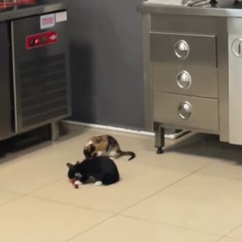 Hastane Karşısındaki Cafede Mutfakta Kedi Beslenmesi Ve Hijyen İhlali