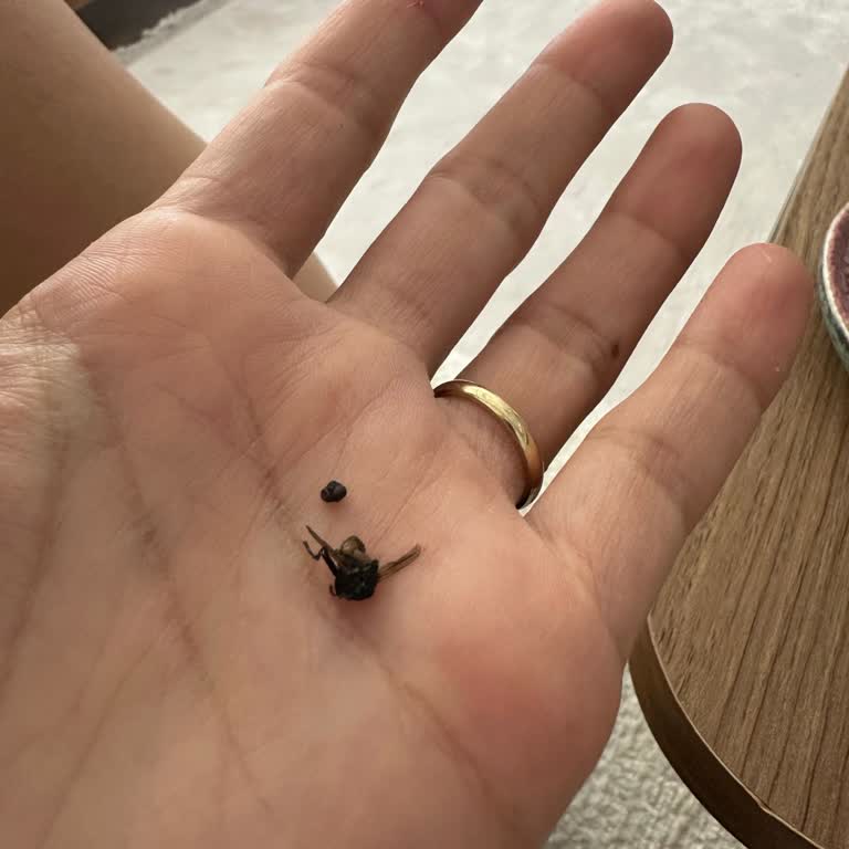 Kurukahveci Mehmet Efendi Kahve Paketinde Kanatlı Böcek Şoku