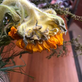 Teslim Edilen Bukette Çiçekler Erken Soldu, Müşteri Hizmetleri İlgisiz Kaldı