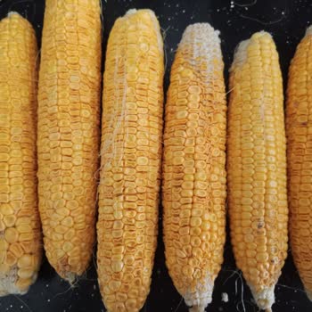 Migros Sanal Marketten Bozuk Ve Hijyensiz Mısır Teslimatı Mağduriyeti