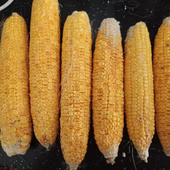 Migros Sanal Marketten Bozuk Ve Hijyensiz Mısır Teslimatı Mağduriyeti