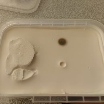 Aldığım Kaymak Küflü Çıktı, Sağlığımız Tehlikede!