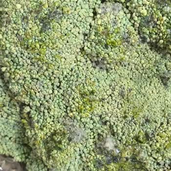 Migros Sanal Marketten Tekrar Tekrar Küflü Ve Bozuk Ürün Gelmesi Büyük İhmal