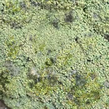 Migros Sanal Marketten Tekrar Tekrar Küflü Ve Bozuk Ürün Gelmesi Büyük İhmal