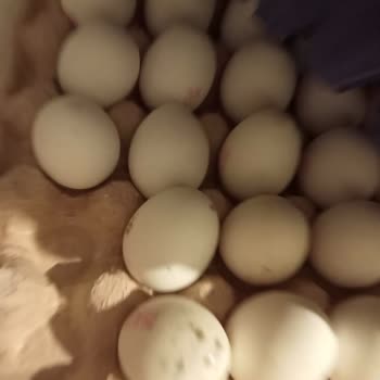 Bozuk Ve Son Kullanım Tarihi Yaklaşan Ürünlerle Sağlığımız Tehlikede!