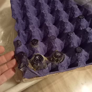 Bozuk Ve Son Kullanım Tarihi Yaklaşan Ürünlerle Sağlığımız Tehlikede!