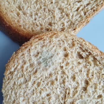 BİMden Alınan Ekmek Bir Günde Küflendi Mağduriyetimizin Giderilmesini İstiyoruz