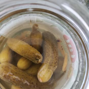 Tat Marka Kornişon Turşusundan Böcek Çıkması Ve Hayal Kırıklığı