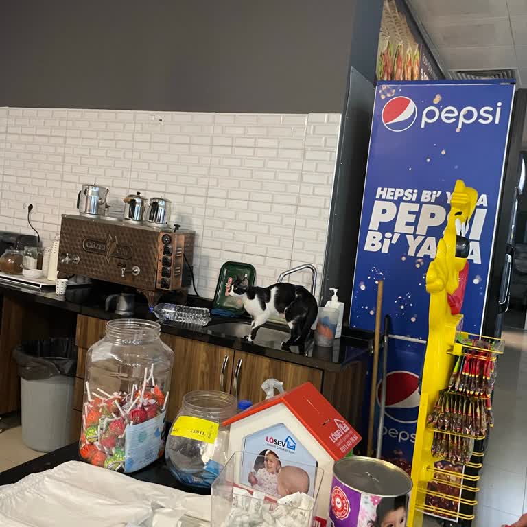 Çağrım Cafe'de Hijyen Sorunu: Kediler Mutfakta Ve Servis Tezgahında