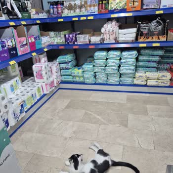 BİM Market İçinde Kedi Var