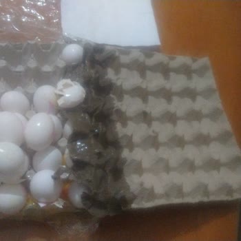 Migros Sanal Market'te Geç Teslimat Ve Kırık Yumurta Mağduriyeti