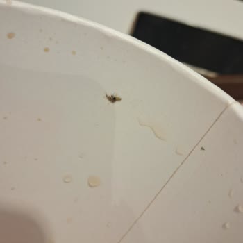 Burger King'de Büyük Boy İçecekte Sinek Çıkması Ve İletişim Sorunu