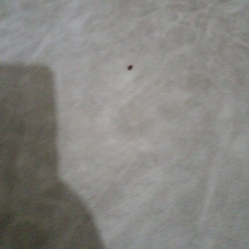 Aldığım Koltukta Aylardır Süren Böceklenme Ve Çözüm Sunulmaması