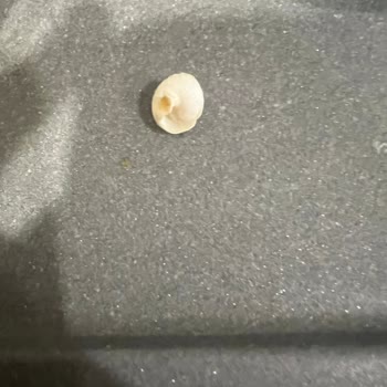 Konserve Garnitürden Salyangoz Kabuğu Çıkması Güvenimi Sarstı