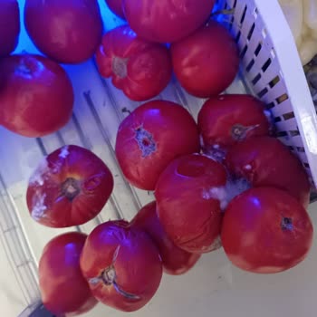 Arızalı Buzdolabı Yüzünden Maddi Kayıp Ve Çözülmeyen Sorun