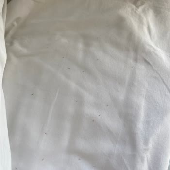 Anita Dream Hotel'de Hijyen, Hizmet Ve İletişim Sorunları Nedeniyle Mağduriyet