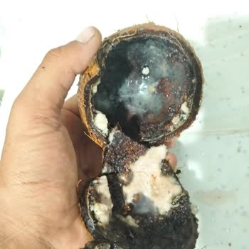 Migros'tan Aldığım Hindistan Cevizi Küflü Ve Bozuk Çıktı, Para İadesi İstiyorum