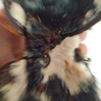 Migros'tan Aldığım Hindistan Cevizi Küflü Ve Bozuk Çıktı, Para İadesi İstiyorum