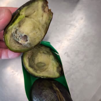 Bozuk Avokado İadesinde Fiş Engeli Ve Yetersiz Destek