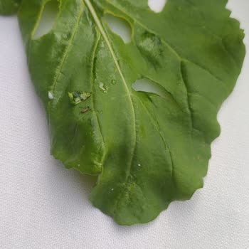 Casa Fora Beach Resort Odada Böcekler Var!