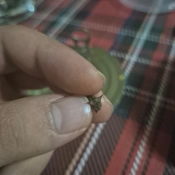 Barbunya Pilaki İçinden Yabancı Cisim Çıktı: Sağlık Riski!