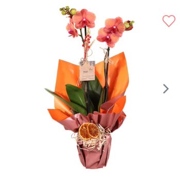 Yanlış Renk Orkide Gönderimi Ve İade Talebim Karşılanmadı