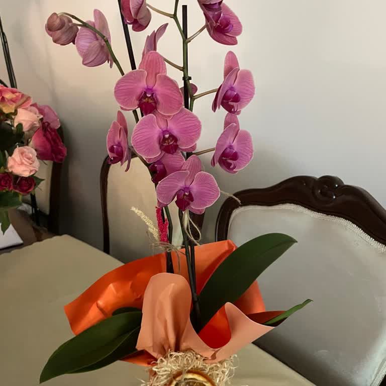 Yanlış Renk Orkide Gönderimi Ve İade Talebim Karşılanmadı