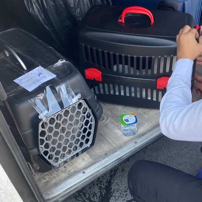 Hisar Tur Bagajda Hayvan Taşınması Nedeniyle Yaşanan Mağduriyet