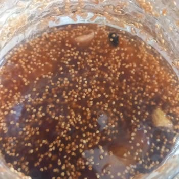 Aldığım İncir Reçelinden Böcek Çıktı, Şok Oldum!