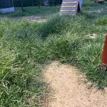 Köpek Oyun Alanında Temizlik Ve Güvenlik Sorunu