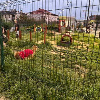 Köpek Oyun Alanında Temizlik Ve Güvenlik Sorunu