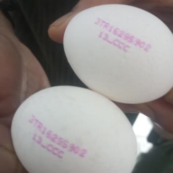 Satın Alınan Yumurtadan Civciv Çıkması Ve Sağlık Riski