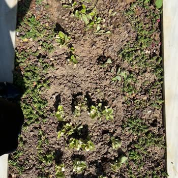 İstanbul Büyükşehir Belediyesi Mezarlıkta Çiçeklerin Kaybolması Ve Güvenlik Eksikliği!