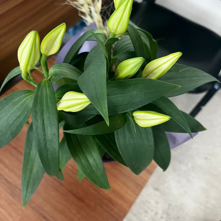 Taze Çiçek Beklentileri Karşılamayan Saksıda Lilyum Çiçeği ve Yetersiz Müşteri Hizmeti