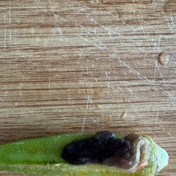 Feast Dondurulmuş Bamyada Yabancı Cisim Şoku Ve Güven Sorunu