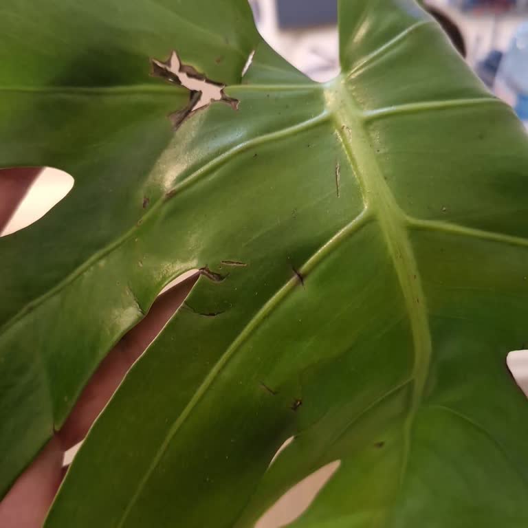 Çiçek Sepeti'nden Aldığım Siparişte Kalitesiz Ürün Ve Müşteri Hizmetlerine Ulaşılamaması