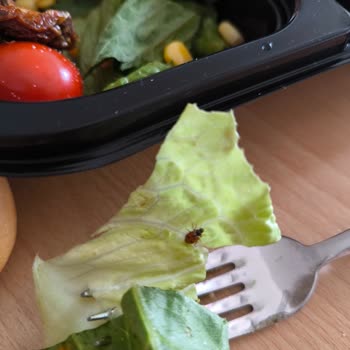 Siparişimde Böcek Çıktı, Hijyen Sorunu Ve Yanlış Ürün Teslimatı Yaşadım