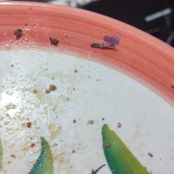 Satın Aldığım Dana Kıymadan Zımba Teli Çıktı, Sağlığım Tehlikeye Girdi